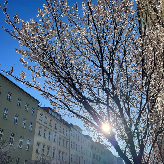 Berlin Kirschblüte