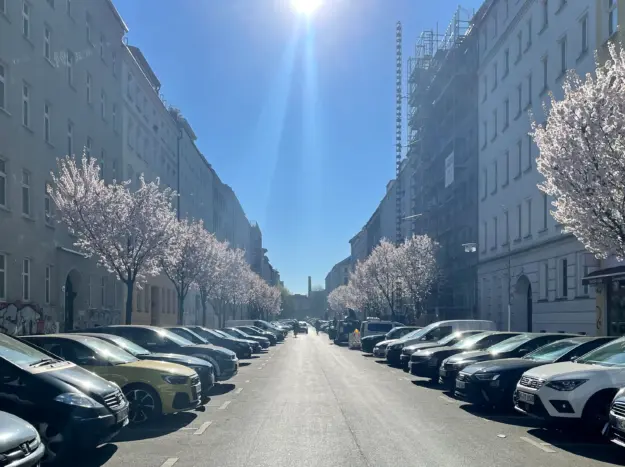 Kirschblüten in der Zionskirchstraße Berlin, Mitte